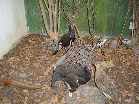 �wi�ty Krzy� - Muzeum Przyrodnicze �wi�tokrzyskiego Parku Narodowego