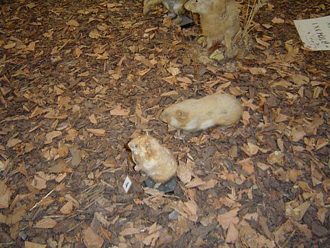 �wi�ty Krzy� - Muzeum Przyrodnicze �wi�tokrzyskiego Parku Narodowego