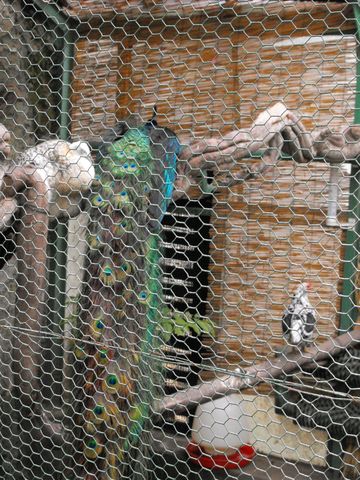 Palmiarnia w Lubiechowie s024 - PTTK Strzelin