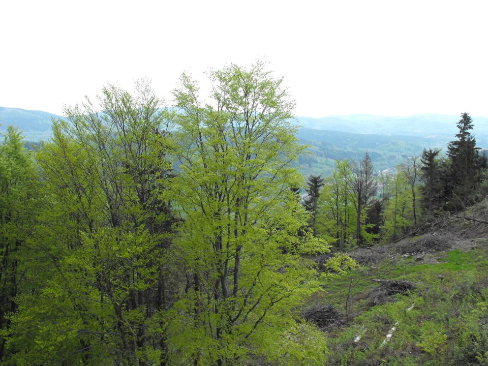 Włodzicka Góra - Wzgórza Włodzickie s003 - PTTK Strzelin