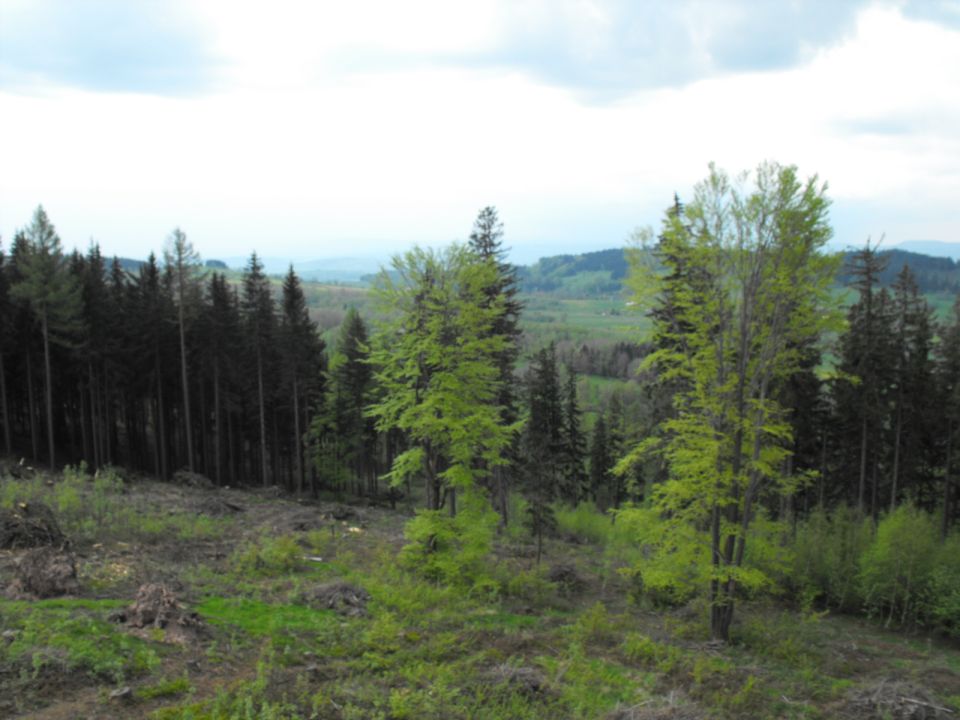 Włodzicka Góra - Wzgórza Włodzickie s003 - PTTK Strzelin