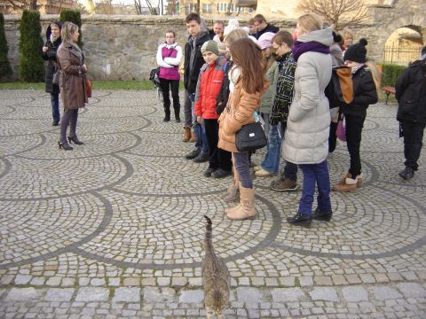 XIX Konkurs Turystyczno-Krajoznawczy o Ziemi Strzeli�skiej s052 - PTTK Strzelin